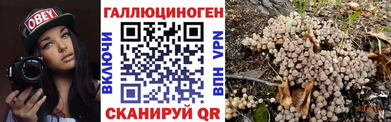 Псилоцибиновые грибы Psilocybe  Стародуб 